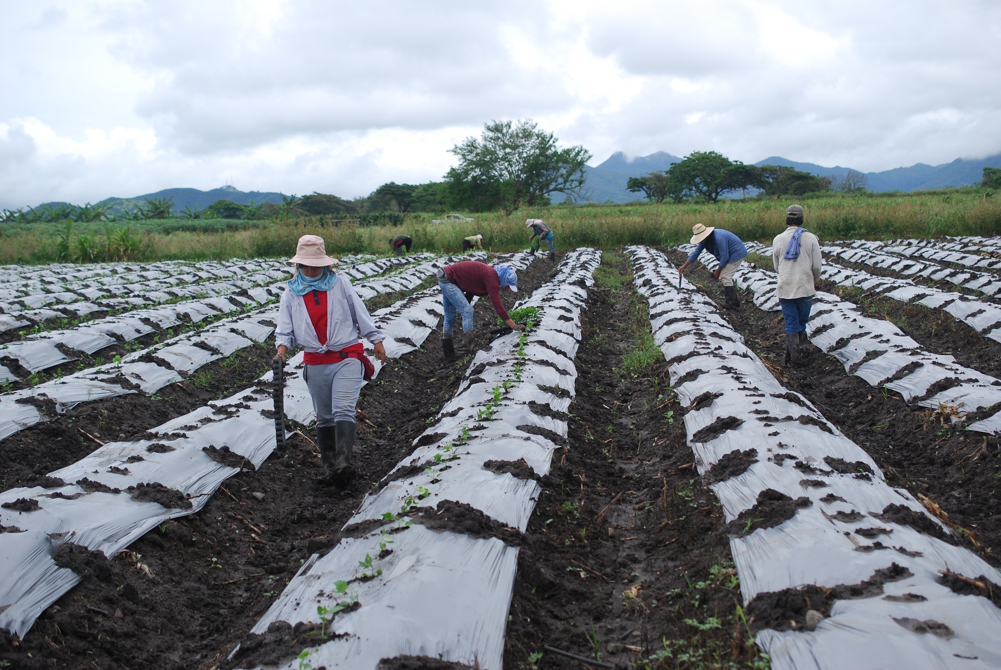 Equipo trabajando en el cultivo de Tecnoají